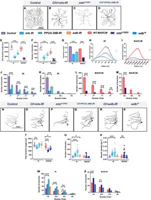 PP2A phosphatase regulates cell-type specific cytoskeletal organization to drive dendrite diversity